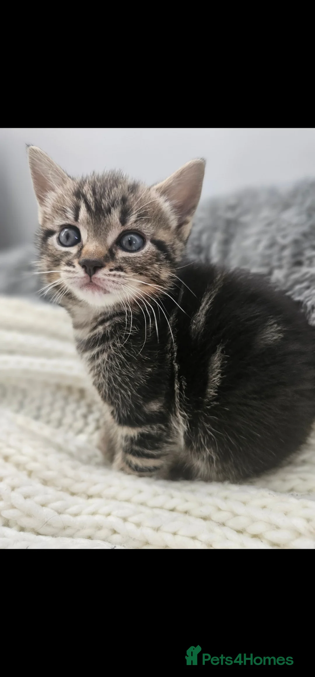 Mixed Breed cats for sale: Kittens 8 weeks old  - Advert 2