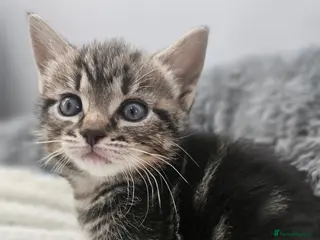 Mixed Breed cats Kittens 8 weeks old - Advert 3