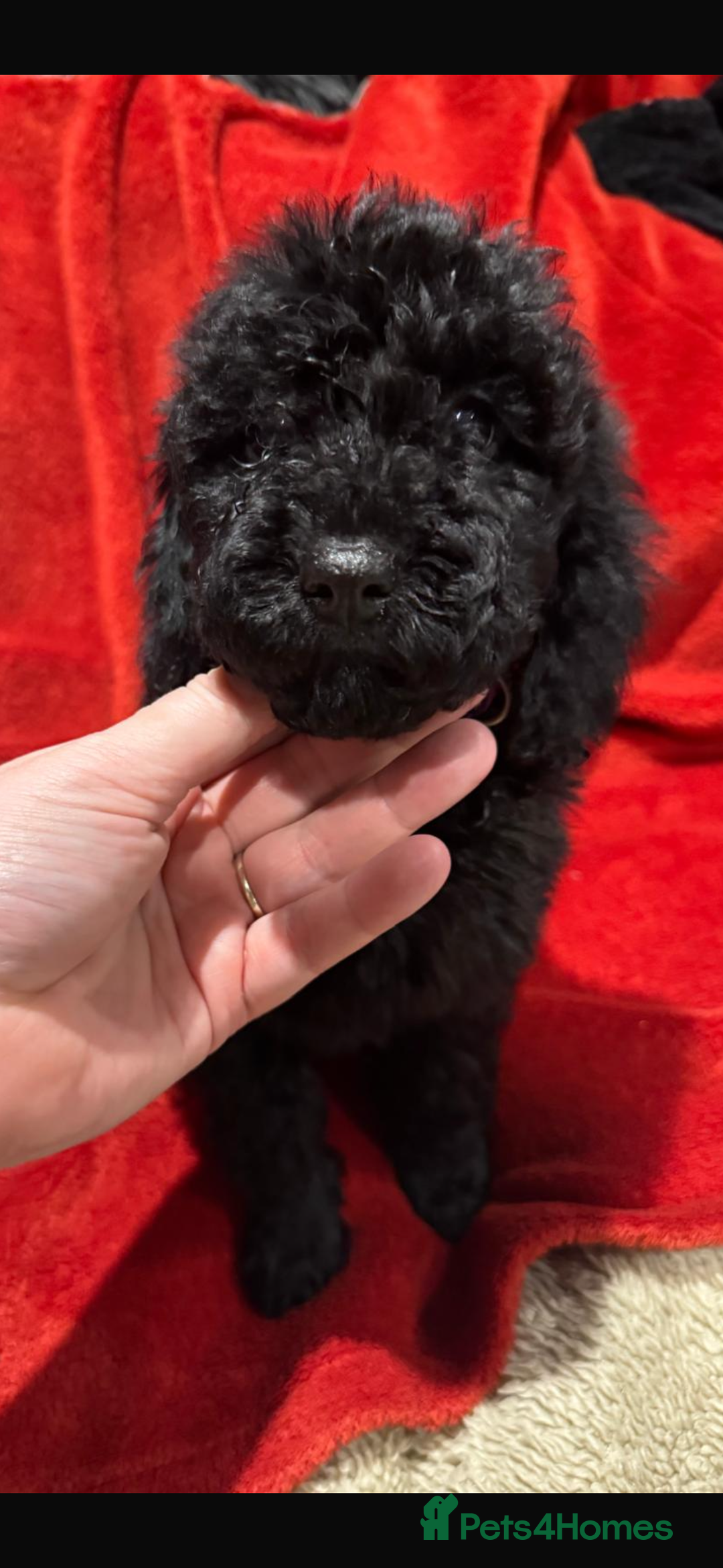 Cockapoo dogs for sale: Ready now! 2 females left!! F1b cockapoos!!! - Advert 5