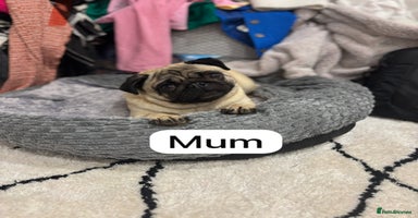 Pug dogs - Advert 6