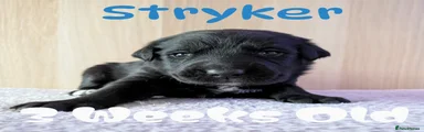 Grey/Dark Blue -Stryker
