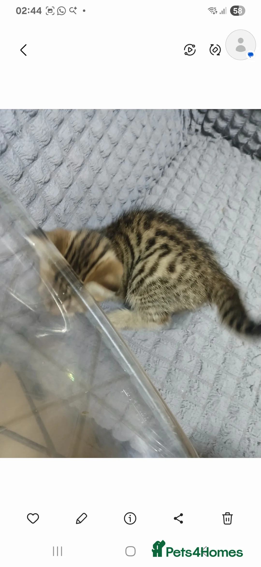 Bengal cats for sale: Cute female bengal kitten - Advert 3