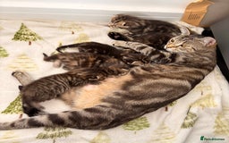 Siamese cats for sale: Lynx point Siamese  - Image 16