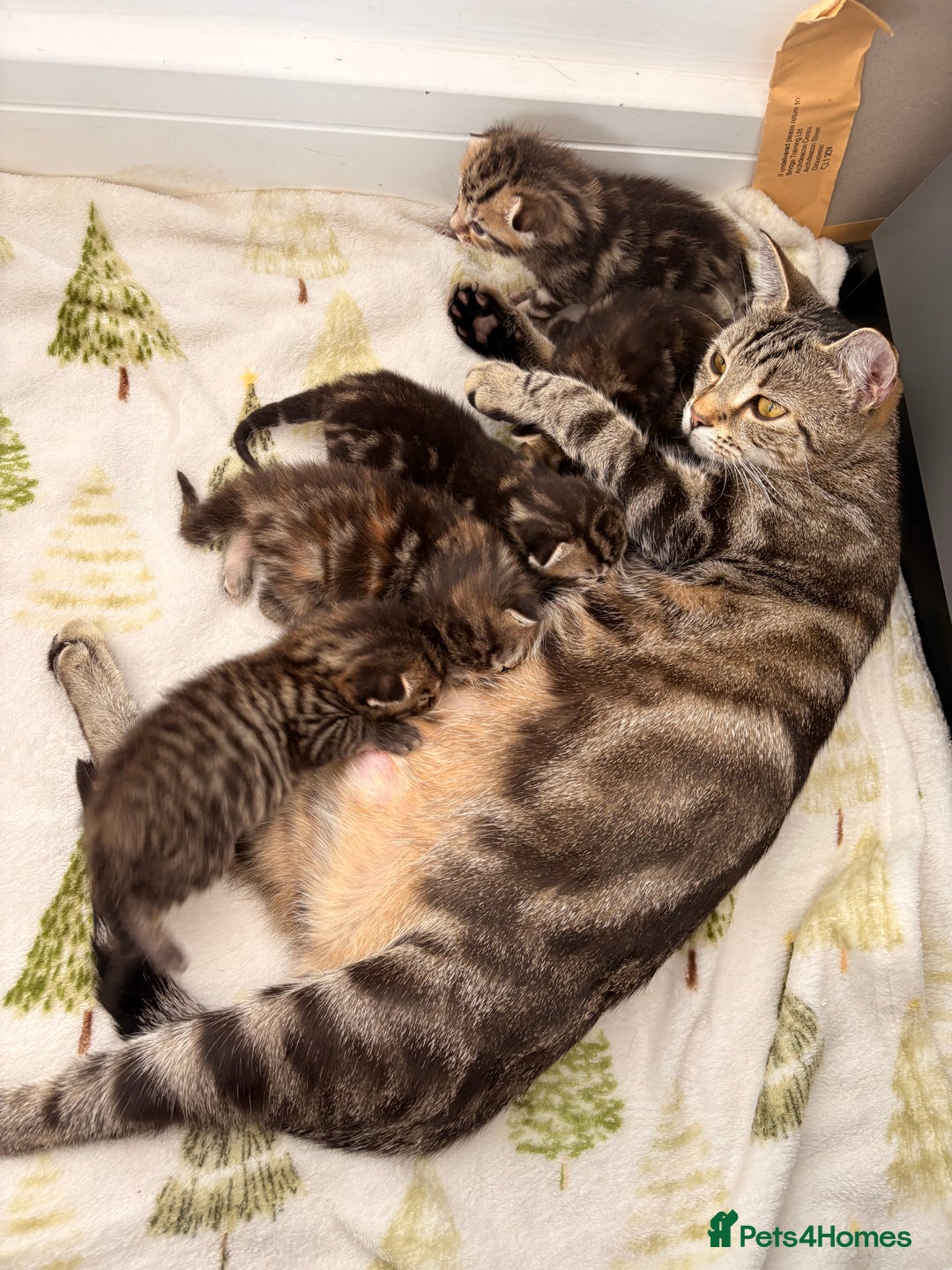 Siamese cats for sale: Lynx point Siamese  - Image 16