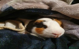 Guinea Pig rodents for sale: Lonely guinea pig boar  - Image 4