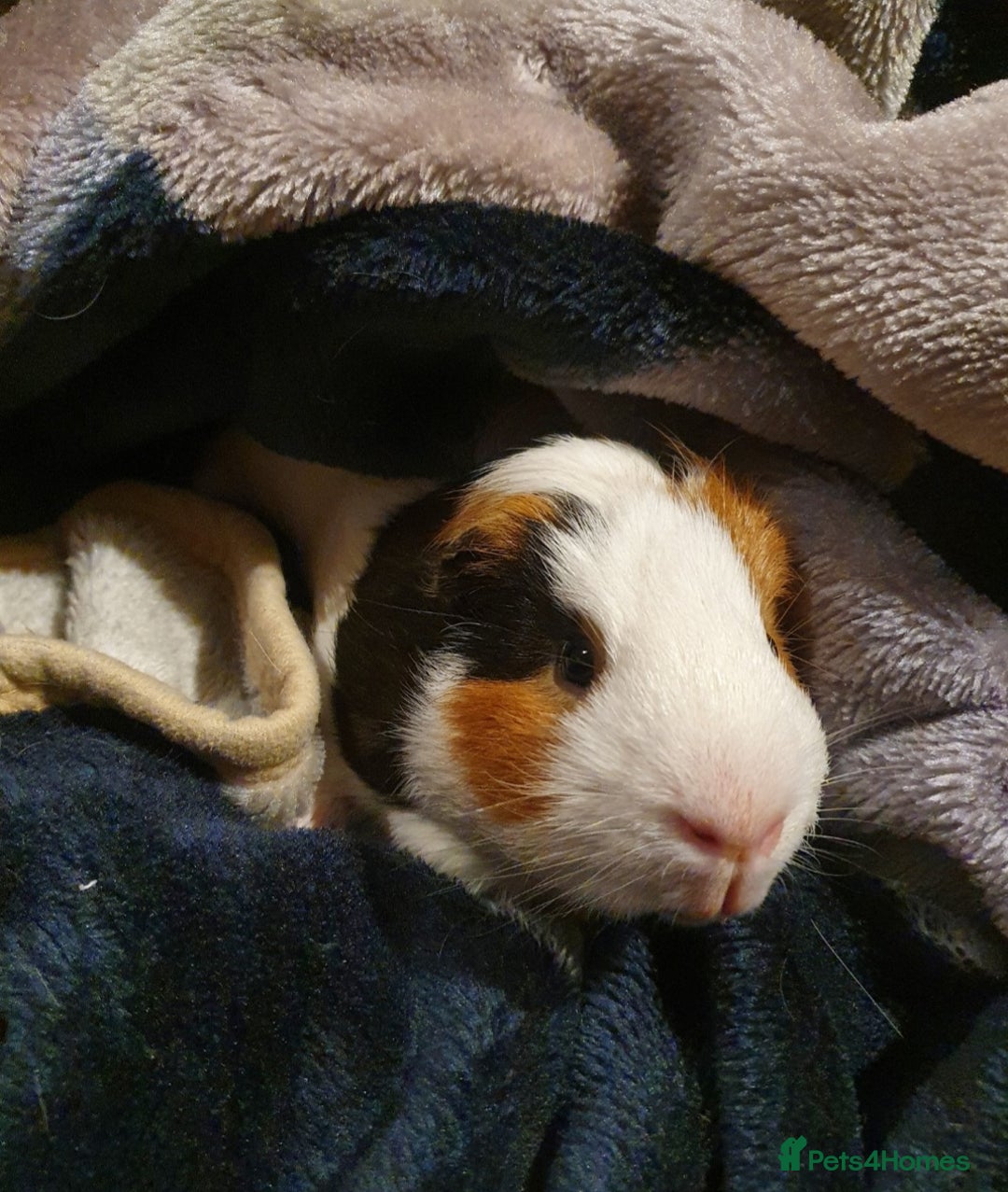 Guinea Pig rodents for sale: Lonely guinea pig boar  - Image 4