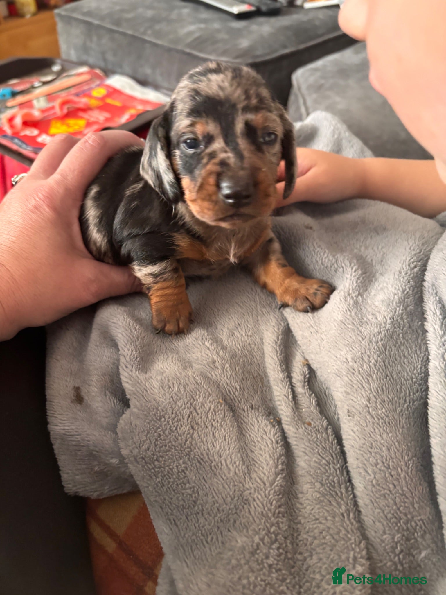 Miniature Dachshund dogs 🐾 Beautiful Miniature Dachshund Puppies 🐾 - Advert 2