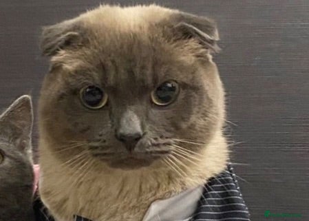 Scottish Fold cats Male scottish fold- URGENT SALE - Advert 12