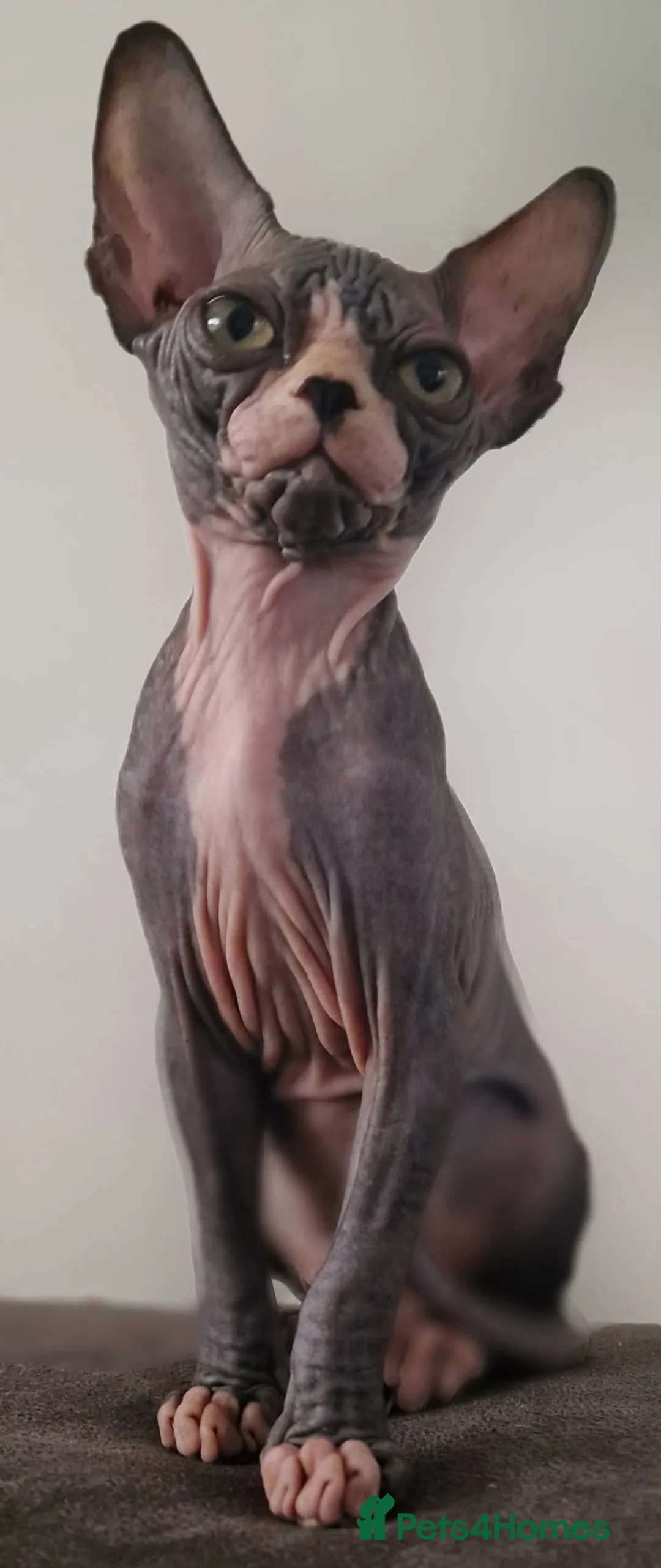 Sphynx cats for sale: Stunning Sphynx Kittens – Ready Now🩷🩵 - Advert 7