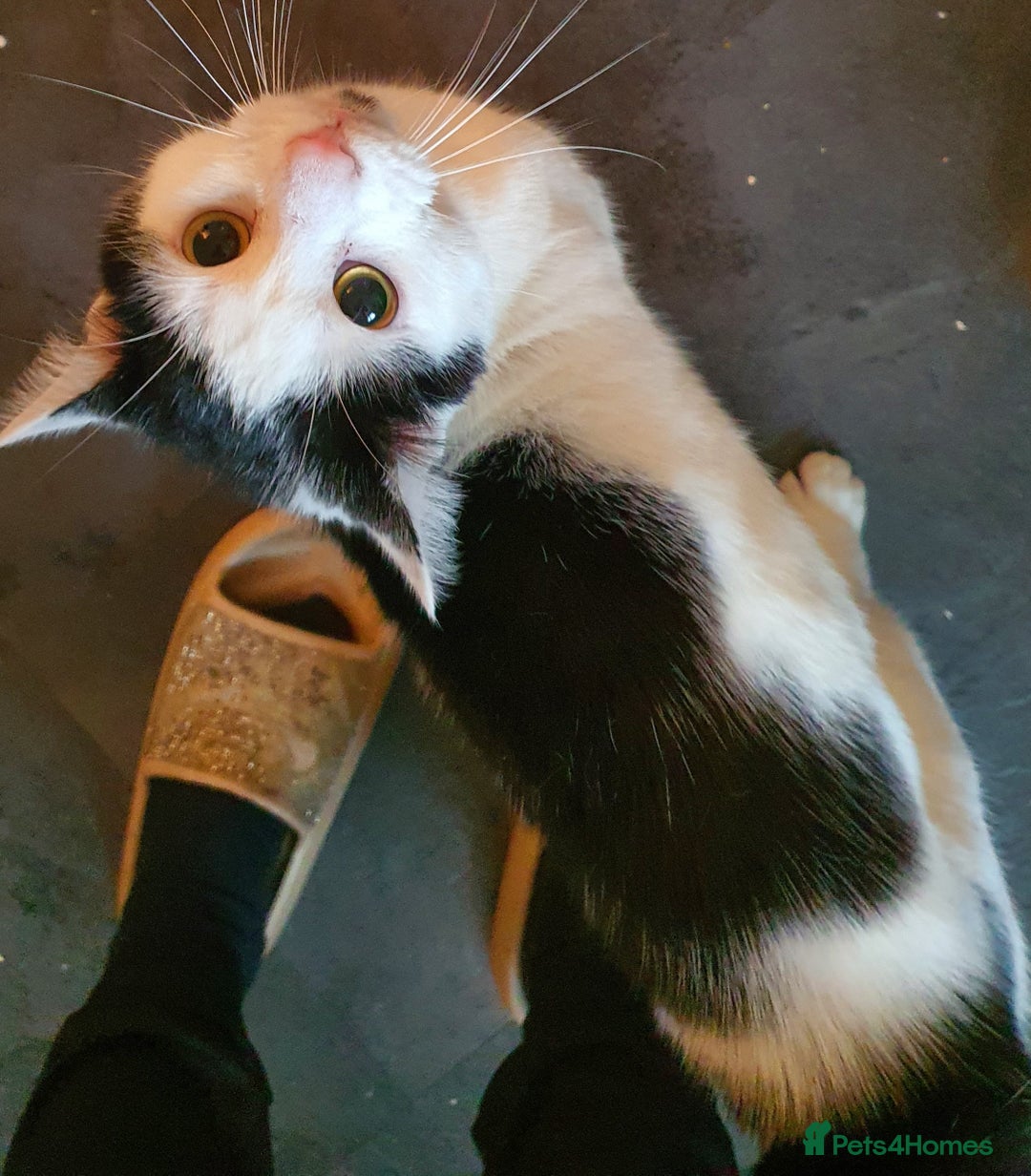 British Shorthair cats for sale: 2 black and white kittens for sale - Advert 3