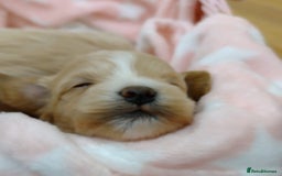 Maltipoo dogs for sale: Wait List Open F1 Genuine Toy Maltipoo - Image 2