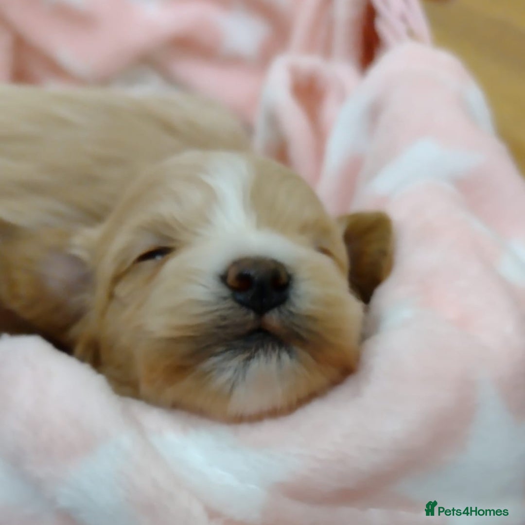 Maltipoo dogs for sale: Wait List Open F1 Genuine Toy Maltipoo - Image 2