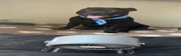 Staffordshire Bull Terrier dogs for sale: Champion Staffordshire bullterrier puppies - Advert 7