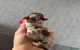 Chihuahua dogs for sale: Chocolate Merle Longhair Chihuahua,1boy 1girl left - Image 8