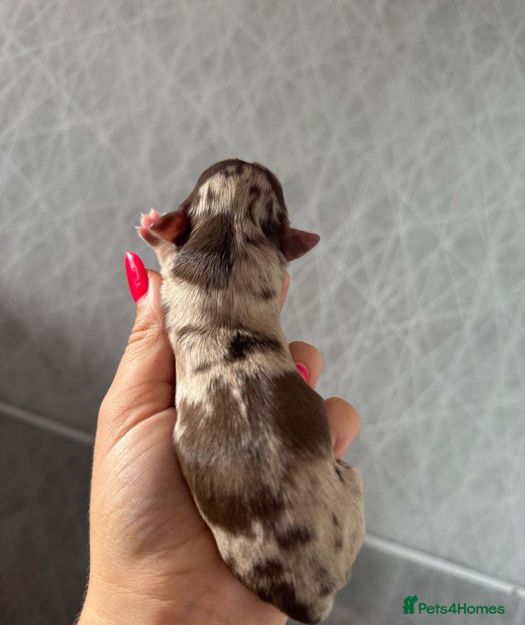 Chihuahua dogs for sale: Chocolate Merle Longhair Chihuahua,1boy 1girl left - Image 8