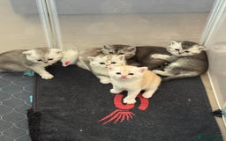 Scottish Fold cats for sale: Scottish fold/ straight 😍🥰❤️ - Image 4