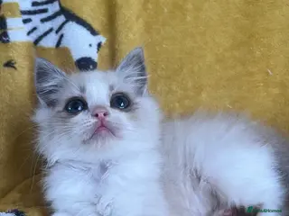 Ragdoll cats Full pedigree ragdoll boys - Advert 2