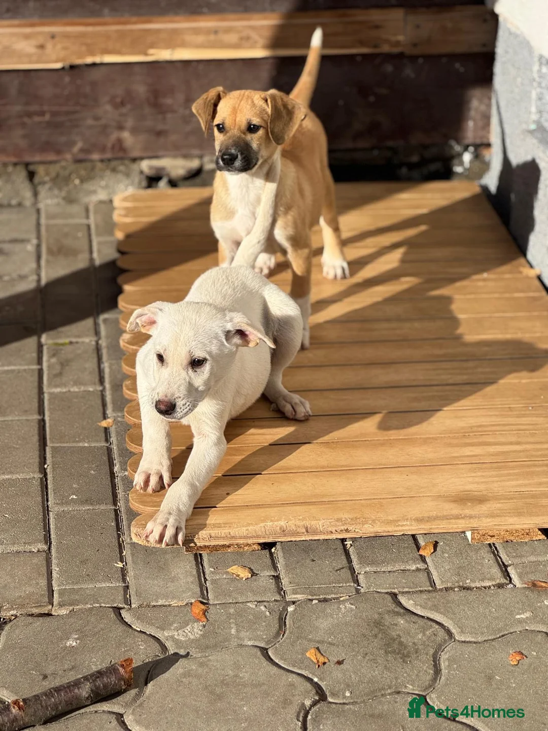 Mixed Breed dogs for adoption: 🐾 JACK – Gentle Soul with the Sweetest Eyes - Advert 20