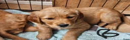 Golden Retriever dogs for sale: 3 gorgeous boys left - Advert 5