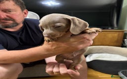 Dachshund dogs for sale: Dachshund puppies  in Driffield - Image 21