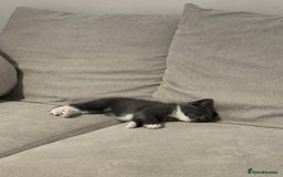 Domestic Shorthair cats for sale: 1 Male ginger & 1 female grey 🐱  - Image 5