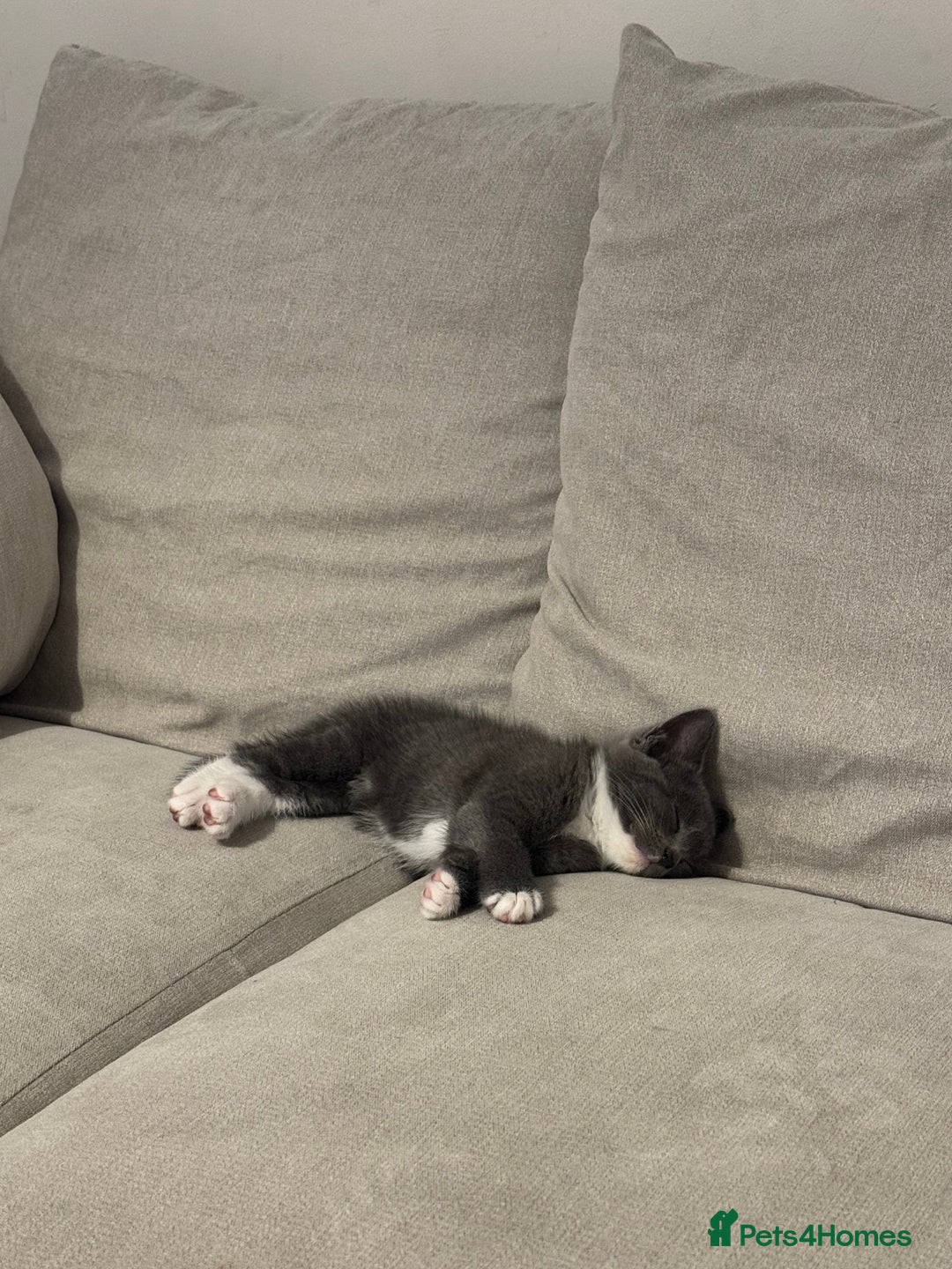 Domestic Shorthair cats for sale: 1 Male ginger & 1 female grey 🐱  - Image 5
