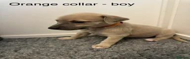Orange collar - boy