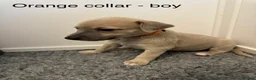 Whippet dogs for sale: Stunning Purebred Whippet Puppies - Ready 27th May - Advert 6