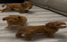 Cockapoo dogs for sale: 5 🌟 fox red cockapoo babies  ready  🏠 now 🐶 - Image 14