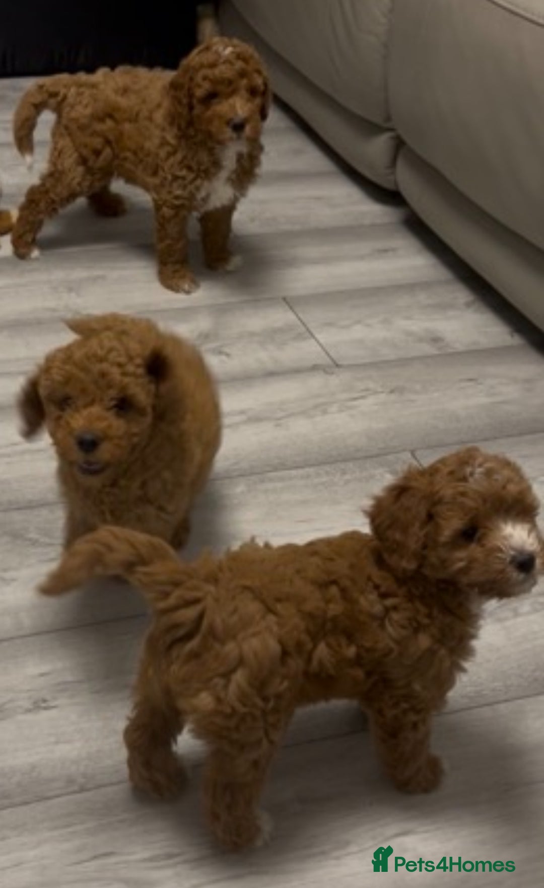 Cockapoo dogs for sale: 5 🌟 fox red cockapoo babies  ready  🏠 now 🐶 - Image 14