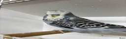Budgerigars birds for sale: Budgies  - Advert 2