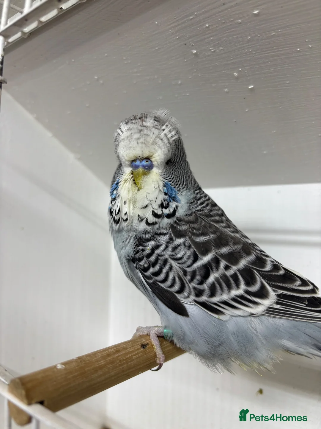 Budgerigars birds for sale: Budgies  - Advert 2