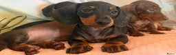 Miniature Dachshund dogs for sale: ❤️🐾 Adorable Miniature Dachshunds 🐾❤️ - Advert 13