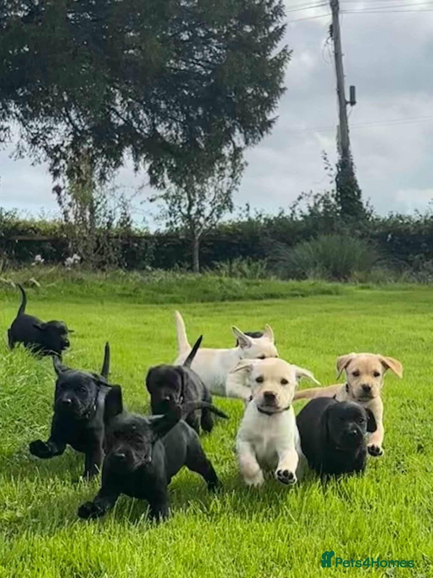 Labrador Retriever dogs Beautiful Labrador puppies ready THIS weekend - Advert 7