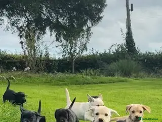 Labrador Retriever dogs Beautiful Labrador puppies ready THIS weekend - Advert 7