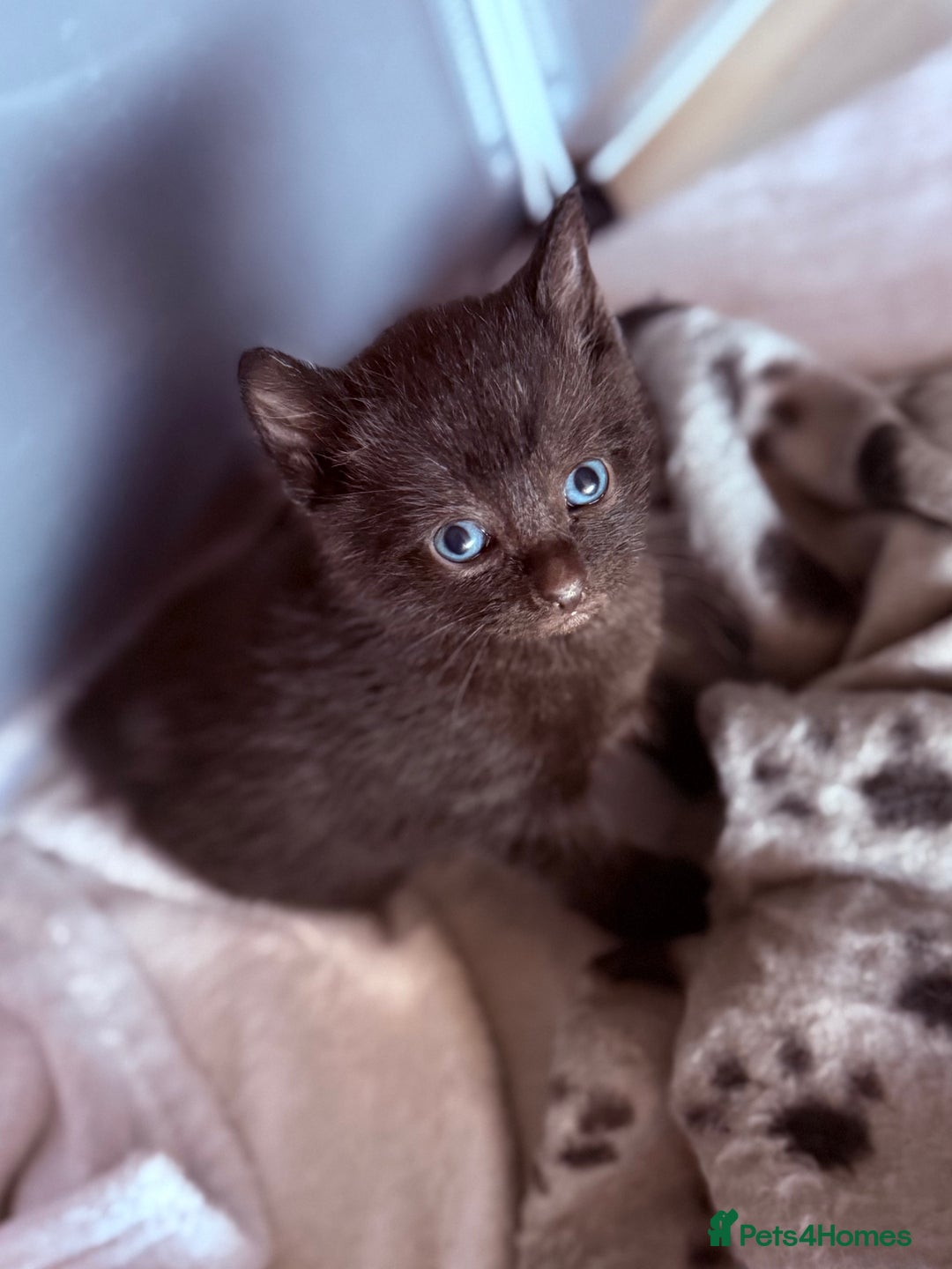 Domestic Shorthair cats for sale: Beautiful kittens - tabby and ginger mix - Advert 6