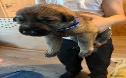 German Shepherd dogs for sale: 4 beautiful German shepherd fur babies  - Image 2