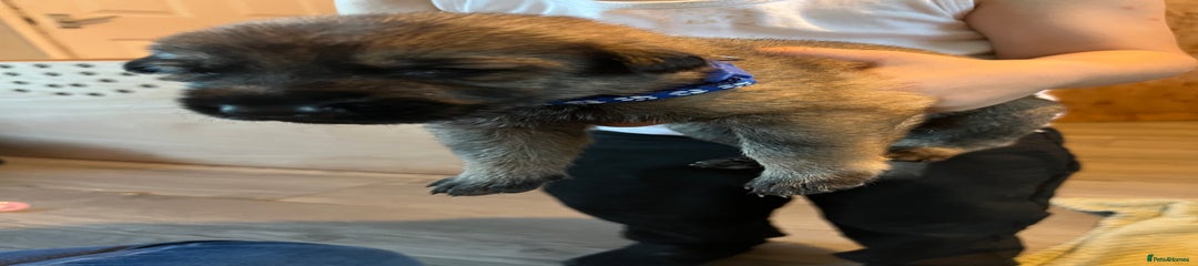German Shepherd Puppy 2