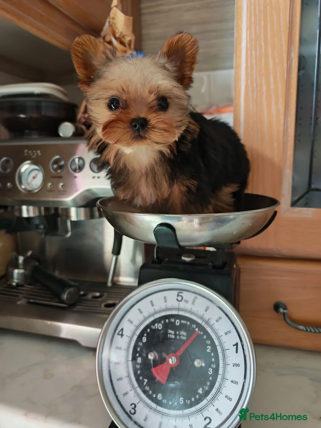 Yorkshire Terrier dogs for sale: The last boy waiting for you - Advert 2