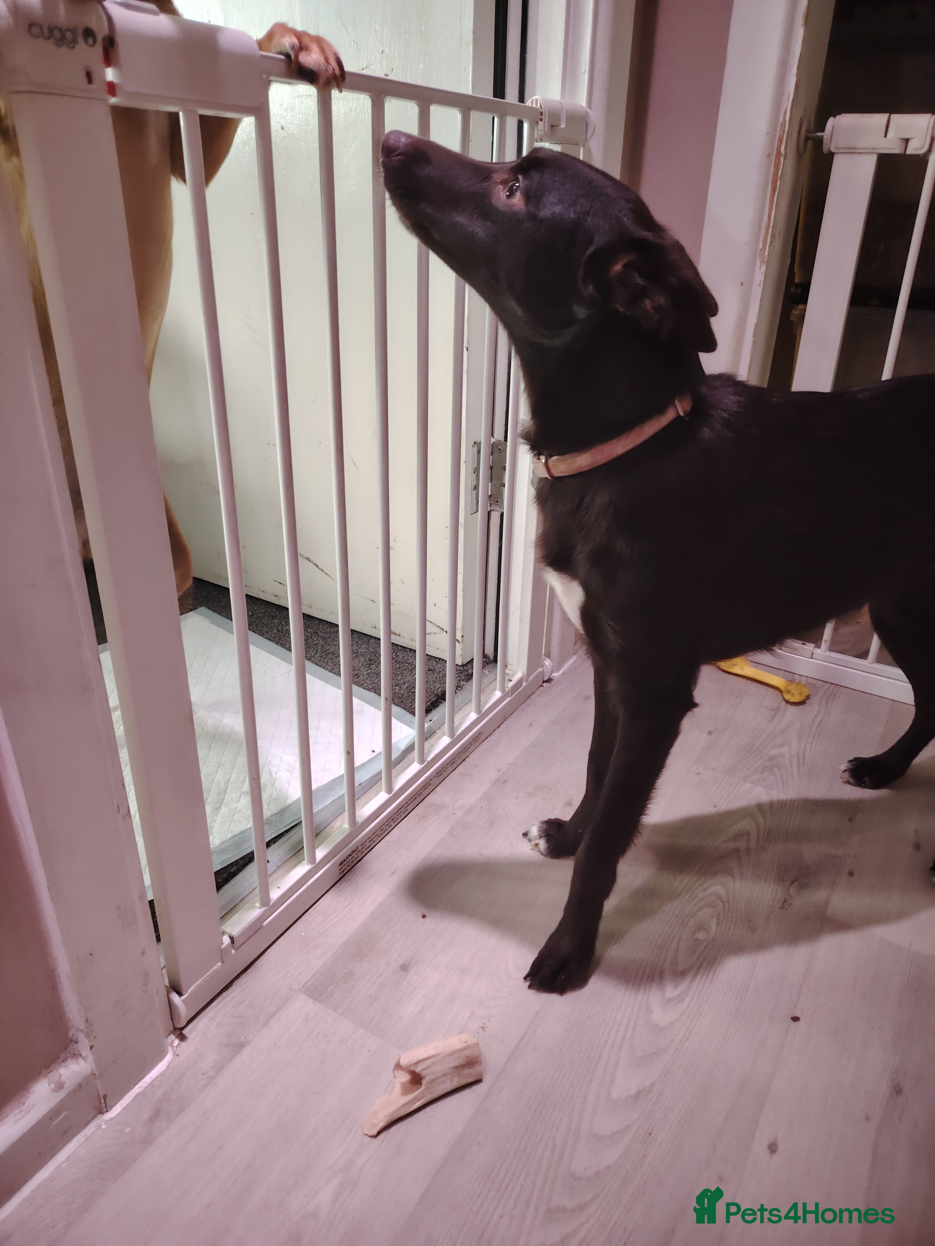 Mixed Breed dogs Rehome - Advert 21