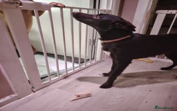 Mixed Breed dogs for sale: Rehome - Image 1