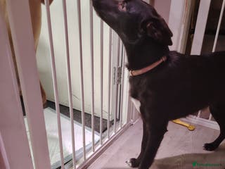 Mixed Breed dogs Rehome - Advert 21