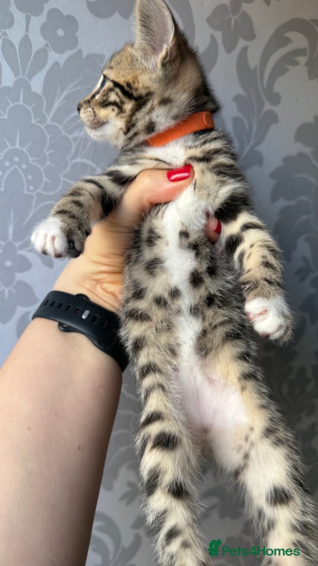 Mixed Breed cats for sale: Mixed bengal kittens - Advert 26