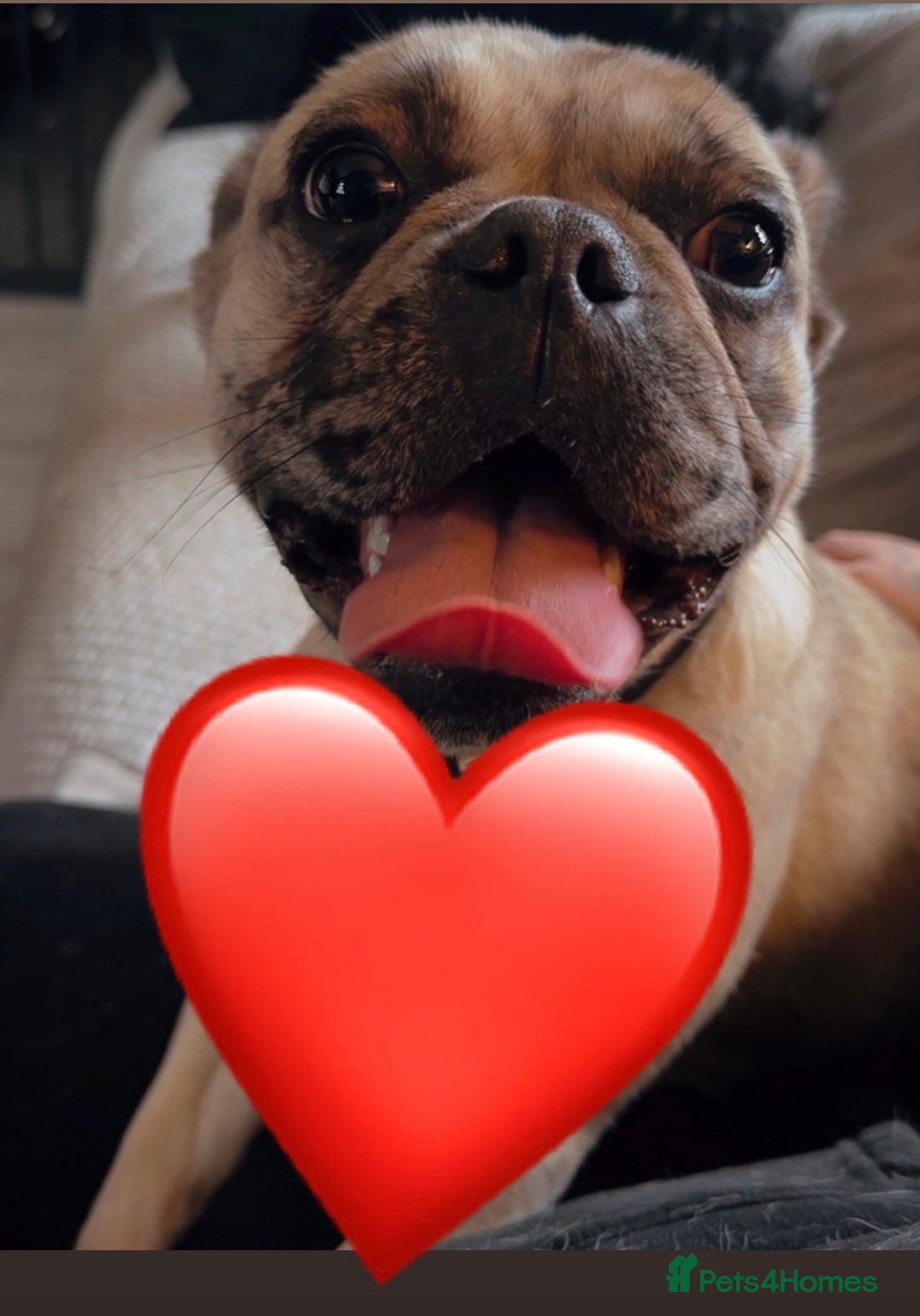 Frug dogs for sale: Frug Daisy  - Advert 2