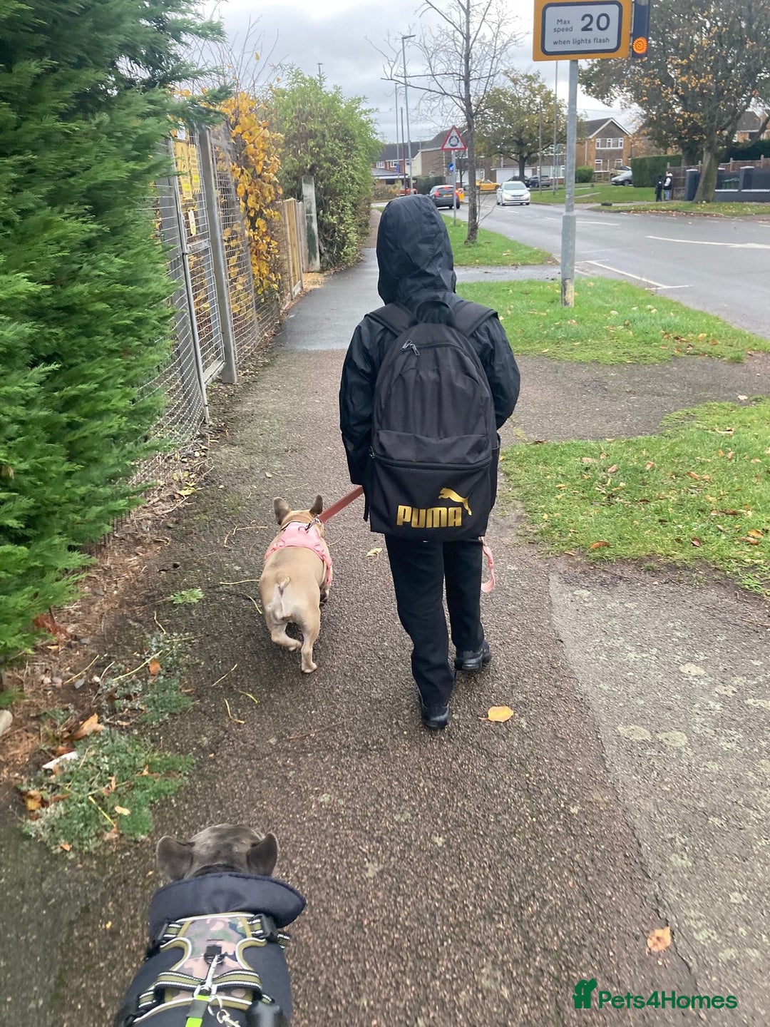 French Bulldog dogs for adoption: 💖DORA-Betrayed Many Times, But Still Loving💖 - Advert 8