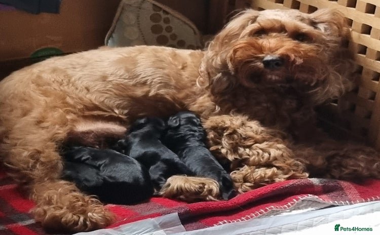 Cockapoo dogs Miniature chocolate cockapoos. 11 weeks old - Advert 11