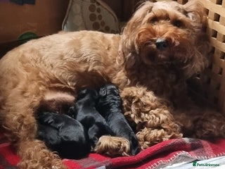 Cockapoo dogs Miniature chocolate cockapoos. 11 weeks old - Advert 3