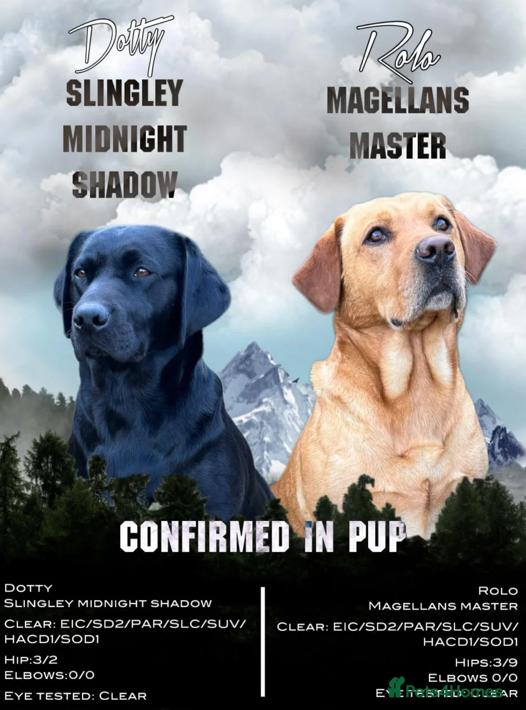 Labrador Retriever dogs for sale: Beautiful Labrador Puppies in Witham - Advert 1