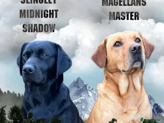 Labrador Retriever dogs Beautiful Labrador Puppies in Witham - Advert 4