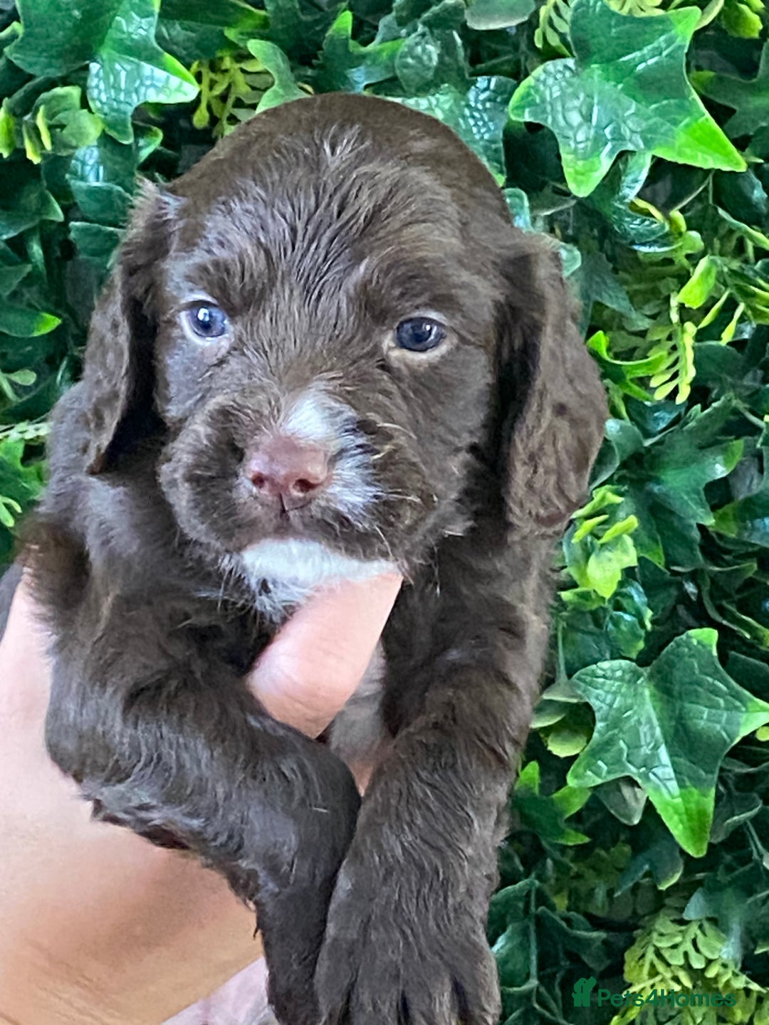 Cocker Spaniel dogs for sale: Cocker Spaniel Puppies  - Image 2
